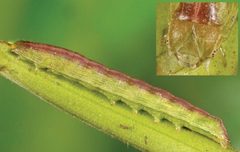 Sympistis forbesi last instar by Zacharczenko B, Wagner DL, Hatfield MJ. Used under a CC BY 3.0 license.