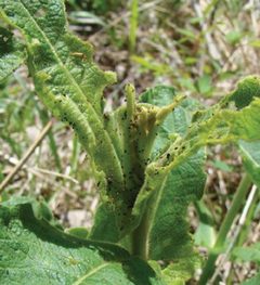 Sympistis forbesi last instar on a flower of Triosteum perfoliatum by Zacharczenko B, Wagner DL, Hatfield MJ. Used under a CC BY 3.0 license.