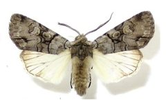 Sympistis forbesi male by Zacharczenko B, Wagner DL, Hatfield MJ. Used under a CC BY 3.0 license.