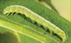 Sympistis forbesi middle instar by Zacharczenko B, Wagner DL, Hatfield MJ. Used under a CC BY 3.0 license.