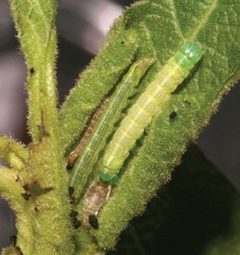 Sympistis forbesi three larvae secreted in a leaf axil by Zacharczenko B, Wagner DL, Hatfield MJ. Used under a CC BY 3.0 license.