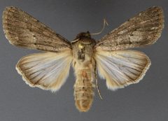 Sympistis fortis by David Wikle, Canadian National Collection of Insects and Nematodes. Used under a CC BY 3.0 license.