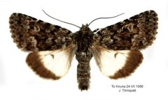 Sympistis heliophila by Bert Gustafsson. Used under a CC BY-SA 3.0 license.