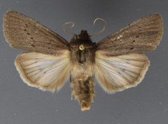 Sympistis picina by David Wikle, Canadian National Collection of Insects and Nematodes. Used under a CC BY 3.0 license.