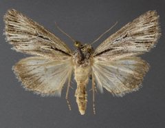 Sympistis utahensis by David Wikle, Canadian National Collection of Insects and Nematodes. Used under a CC BY 3.0 license.