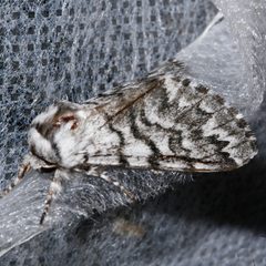 Panthea virginarius 01 by CBG Photography Group, Centre for Biodiversity Genomics. Used under a CC0 license.