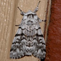 Panthea virginarius 02 by CBG Photography Group, Centre for Biodiversity Genomics. Used under a CC0 license.