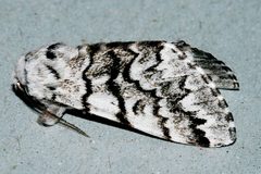 Panthea virginarius 03 by CBG Photography Group, Centre for Biodiversity Genomics. Used under a CC0 license.