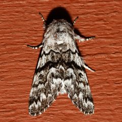 Panthea virginarius 04 by CBG Photography Group, Centre for Biodiversity Genomics. Used under a CC0 license.