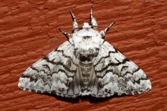Panthea virginarius 05 by CBG Photography Group, Centre for Biodiversity Genomics. Used under a CC0 license.