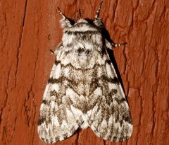 Panthea virginarius 07 by CBG Photography Group, Centre for Biodiversity Genomics. Used under a CC0 license.