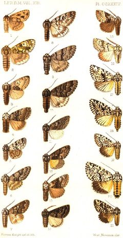 CATALOGUE-BM-PLATE CCXXXIV by Sir GEORGE F. HAMPSON, Bart.. Used under a Public domain license.