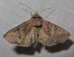 Abrostola urentis Jul 20-13 IMG 5346 by Jacy Lucier. Used under a CC BY-SA 4.0 license.