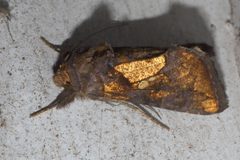 Argyrogramma verruca P1310021b by 
xpda. Used under a CC BY-SA 4.0 license.