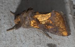 Argyrogramma verruca P1310022a by 
xpda. Used under a CC BY-SA 4.0 license.