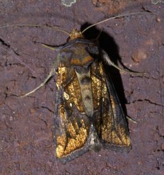 Argyrogramma verruca P1550874a by 
xpda. Used under a CC BY-SA 4.0 license.