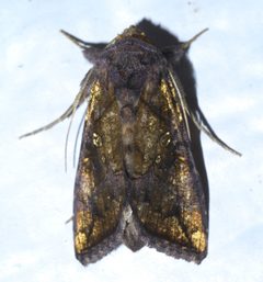 Argyrogramma verruca P1550878a by 
xpda. Used under a CC BY-SA 4.0 license.