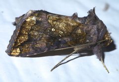 Argyrogramma verruca P1550879a by 
xpda. Used under a CC BY-SA 4.0 license.