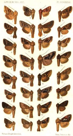 CATALOGUE-BM-PLATE CCXXXVII by Sir GEORGE F. HAMPSON, Bart.. Used under a Public domain license.