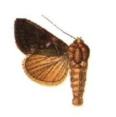 Phytometra verruca by Sir George F. Hampson, Bart.. Used under a Public domain license.