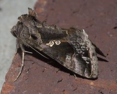 Chrysodeixis includens P1130272a by
xpda. Used under a CC BY-SA 4.0 license.