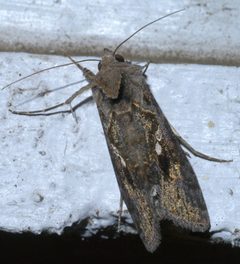 Chrysodeixis includens P1290856a by 
xpda. Used under a CC BY-SA 4.0 license.