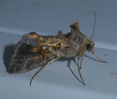 Chrysodeixis includens P1330752a by 
xpda. Used under a CC BY-SA 4.0 license.