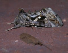 Chrysodeixis includens P1340633a by 
xpda. Used under a CC BY-SA 4.0 license.