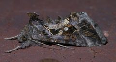 Chrysodeixis includens P1340675a by 
xpda. Used under a CC BY-SA 4.0 license.