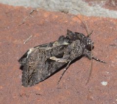 Ctenoplusia oxygramma P1130868a by 
xpda. Used under a CC BY-SA 4.0 license.