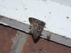 Ctenoplusia oxygramma P1130873a by 
xpda. Used under a CC BY-SA 4.0 license.