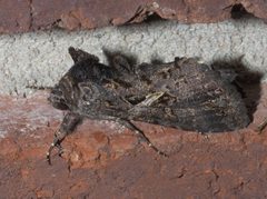 Ctenoplusia oxygramma P1130880a by 
xpda. Used under a CC BY-SA 4.0 license.