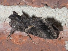 Ctenoplusia oxygramma P1130881a by 
xpda. Used under a CC BY-SA 4.0 license.