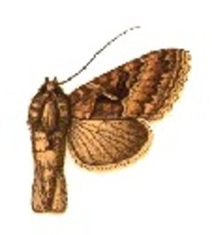 Phytometra oxygramma by Sir George F. Hampson, Bart.. Used under a Public domain license.