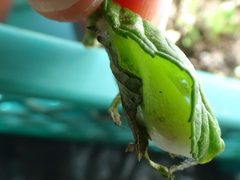 Cabagge hooper pupa by Lua Eva Blue. Used under a CC BY 3.0 license.