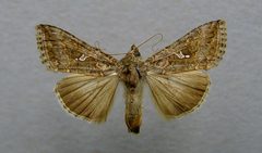 Trichoplusia ni.01 by Dumi. Used under a CC BY-SA 3.0 license.