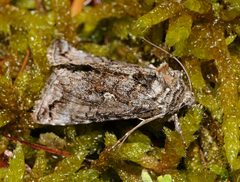 Trichoplusia ni Buchstein01 by Please report references to kulacgmx.at.. Used under a CC BY-SA 3.0 license.
