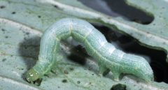 Trichoplusia ni larva by Alton N. Sparks, Jr., University of Georgia, United States. Used under a CC BY 3.0 license.