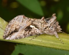 Rachiplusia ou 91513740 by skitterbug. Used under a CC BY 4.0 license.