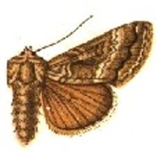 Rachiplusia pedalis by Sir George F. Hampson, Bart.. Used under a Public domain license.
