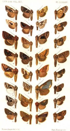 CATALOGUE-BM-PLATE CCXXXIX by Sir GEORGE F. HAMPSON, Bart.. Used under a Public domain license.