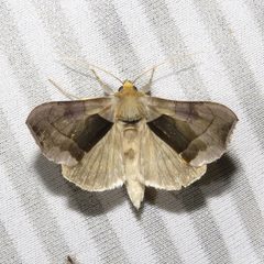 Diachrysia ballluca Dan MacNeal by Dan MacNeal. Used under a CC BY 4.0 license.