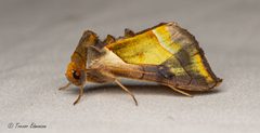 Diachrysia balluca trevor edmonson by Trevor Edmonson. Used under a CC BY 4.0 license.