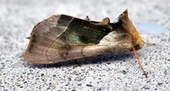 Diachrysiaballuca by Aarongunnar. Used under a CC BY-SA 3.0 license.