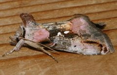 Eosphoropteryx thyatyroides 02 by CBG Photography Group, Centre for Biodiversity Genomics. Used under a CC0 license.