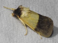 Exyra semicrocea by Sam Kieschnick. Used under a CC BY 4.0 license.