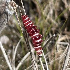 Exyra semicrocea larva by David Peden. Used under a CC0 license.