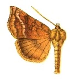Pseudeva palligera by Sir George F. Hampson, Bart.. Used under a Public domain license.