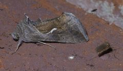 Anagrapha falcifera P1390404a by 
xpda. Used under a CC BY-SA 4.0 license.