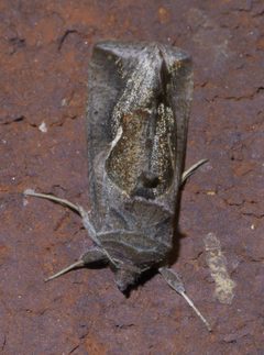 Anagrapha falcifera P1390843a by 
xpda. Used under a CC BY-SA 4.0 license.